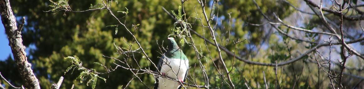 Mahurangi.nz